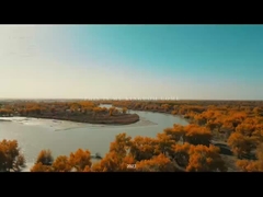 신장 청소년 연맹 건설